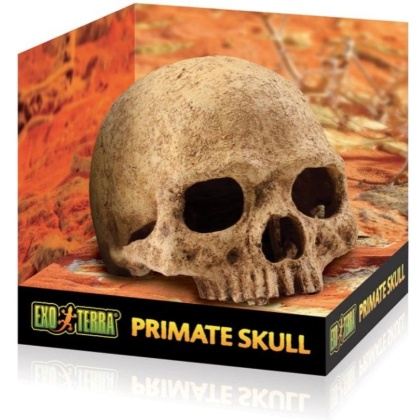 Exo Terra Terrarium Primate Skull Decoration - 1 count