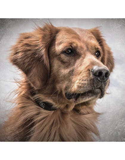 SportDog Yard Trainer 100S